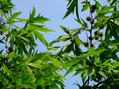 Feuilles et fruits du Platane de Chypre, Platanus oriental… 