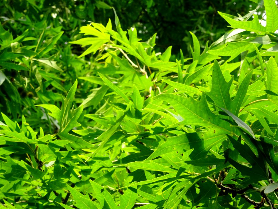Feuilles du Platane de Chypre, Platanus orientalis var. di… 