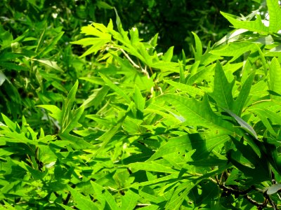 Feuilles du Platane de Chypre, Platanus orientalis var. di… 