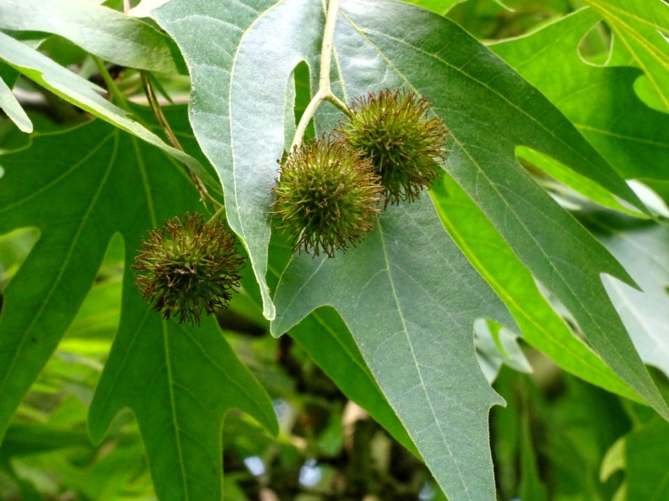Fruits du Platane de Chypre, Platanus orientalis var. digi… 