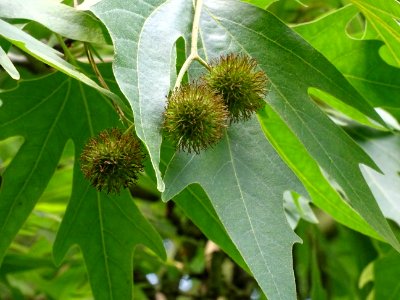 Fruits du Platane de Chypre, Platanus orientalis var. digi… 