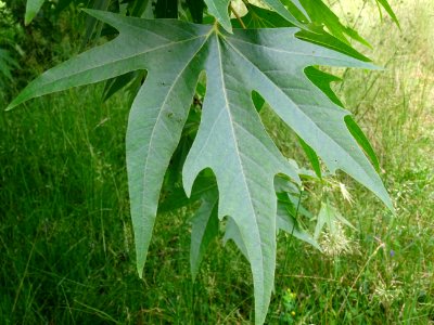 Feuilles du Platane de Chypre, Platanus orientalis var. di… 