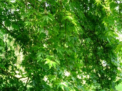Feuilles du Platane de Chypre, Platanus orientalis var. di… 