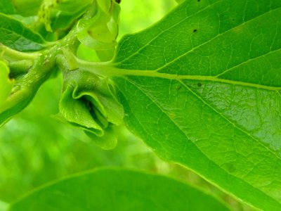 Fleur immature du Plaqueminier, Diospyros kaki, Ebenacées 