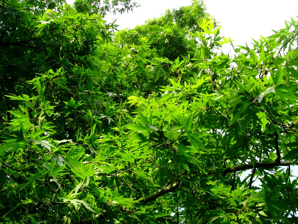 Feuilles du Platane de Chypre, Platanus orientalis var. di… 