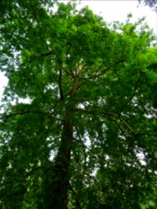 Platane de Chypre, Platanus orientalis var. digitata, Plat… 