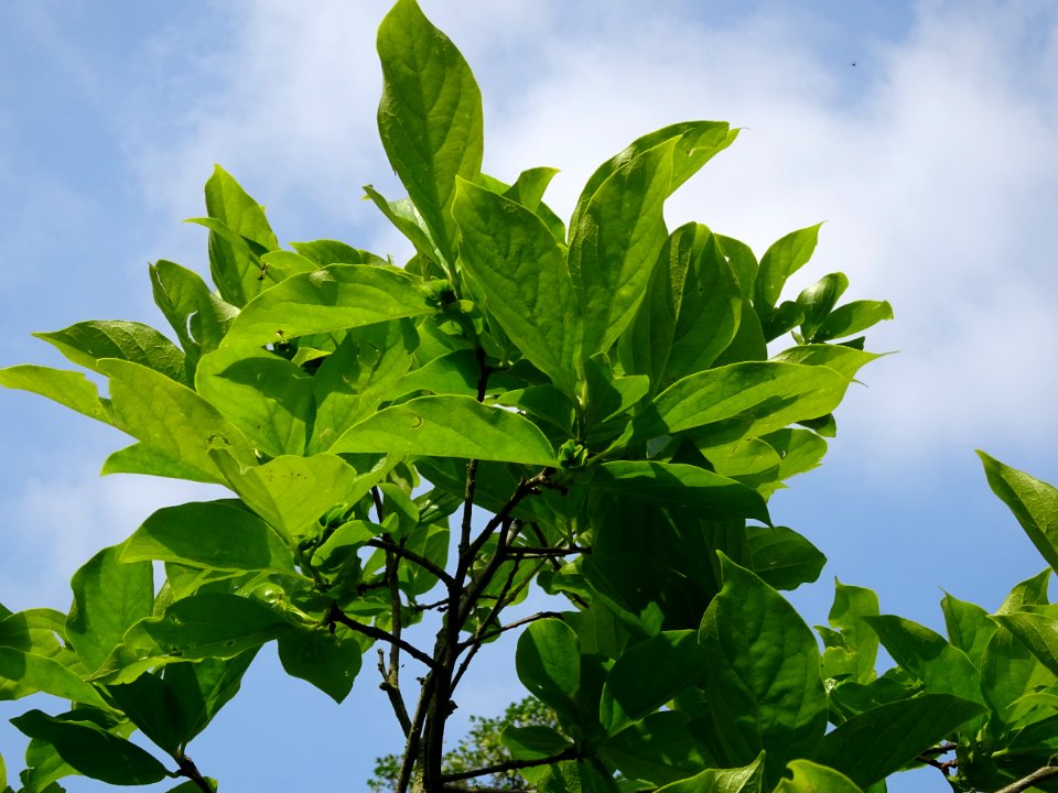 Feuilles du Plaqueminier, Diospyros kaki, Ebenacées 