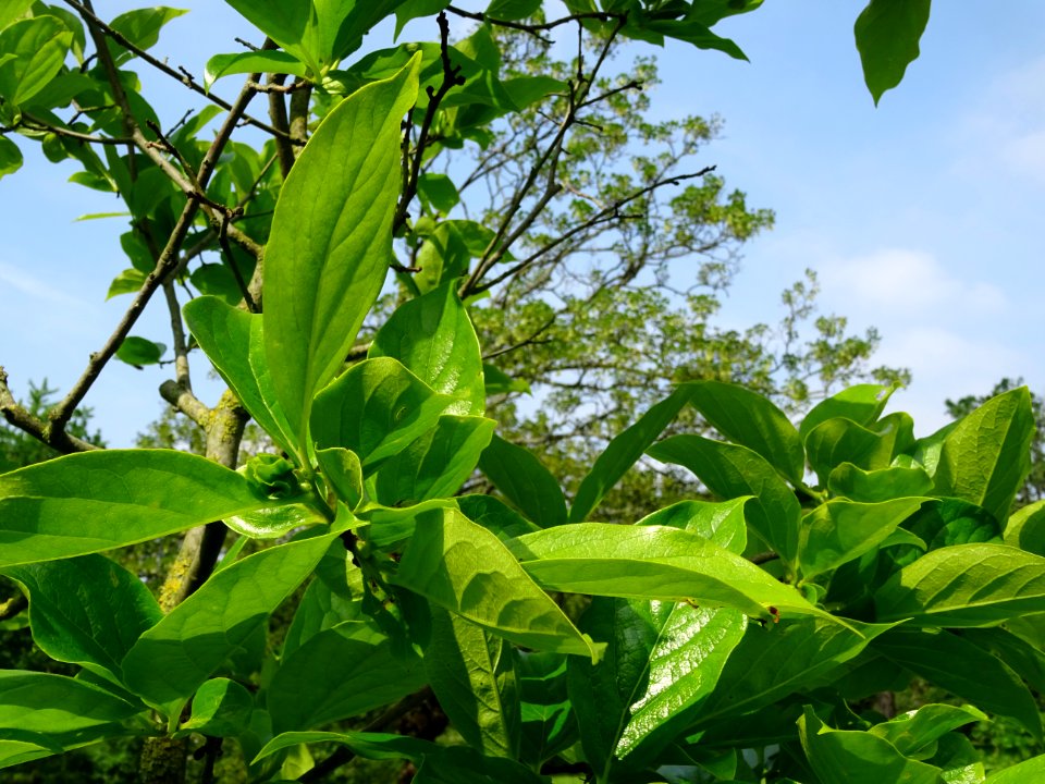 Feuilles du Plaqueminier, Diospyros kaki, Ebenacées 