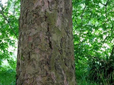 Tronc du Platane de Chypre, Platanus orientalis var. digit… 