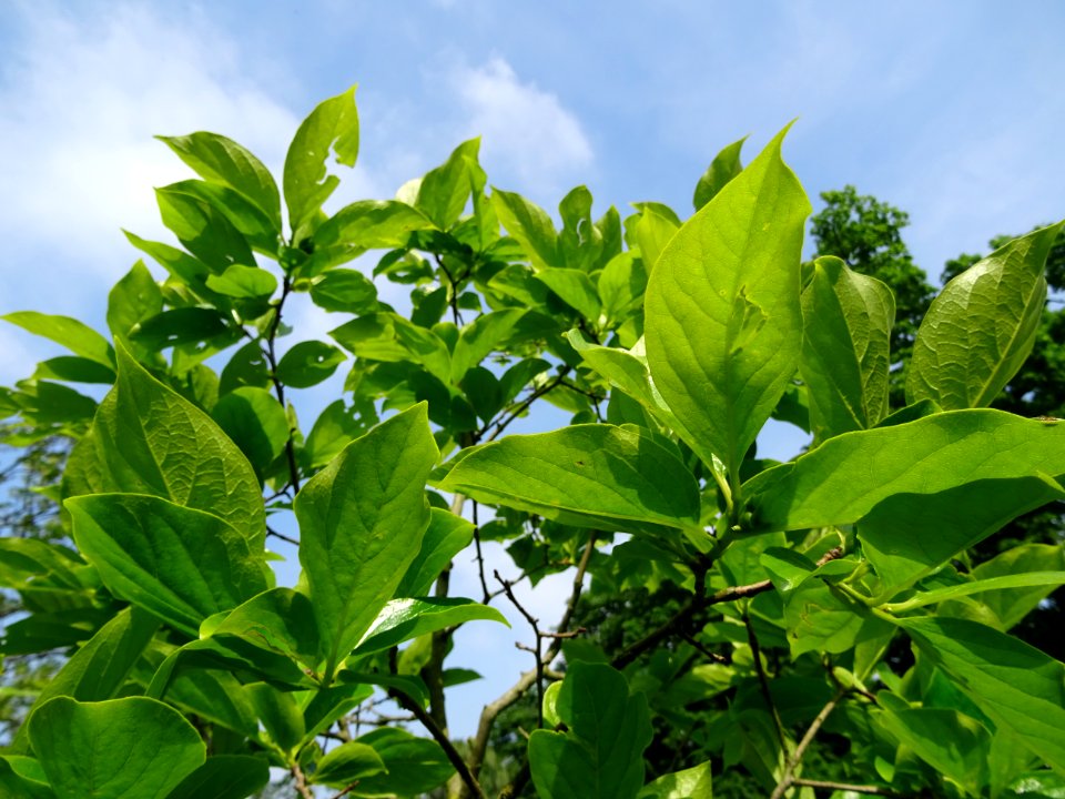 Feuilles du Plaqueminier, Diospyros kaki, Ebenacées 