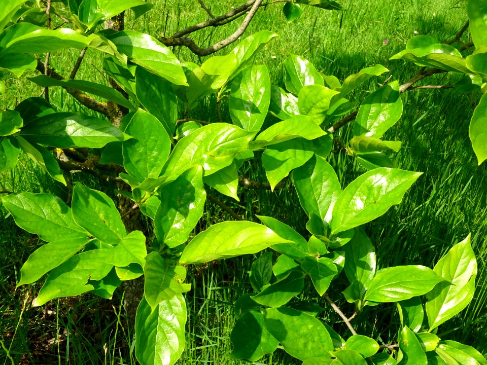 Feuilles du Plaqueminier, Diospyros kaki, Ebenacées 