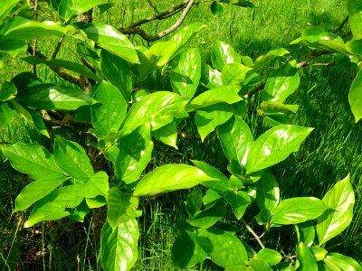 Feuilles du Plaqueminier, Diospyros kaki, Ebenacées 
