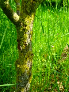 Tronc du jeune Plaqueminier, Diospyros kaki, Ebenacées 