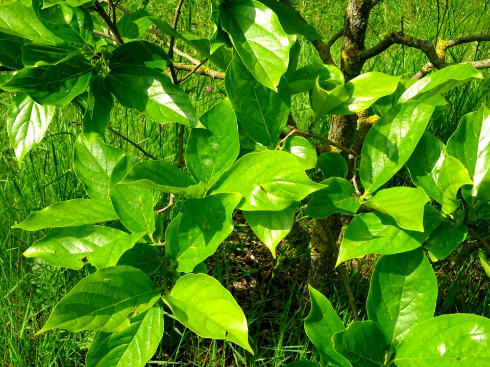 Feuilles du Plaqueminier, Diospyros kaki, Ebenacées 