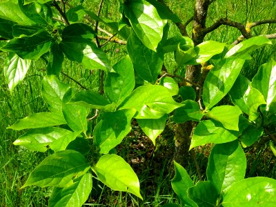 Feuilles du Plaqueminier, Diospyros kaki, Ebenacées 