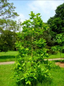 Jeune Plaqueminier, Diospyros kaki, Ebenacées 