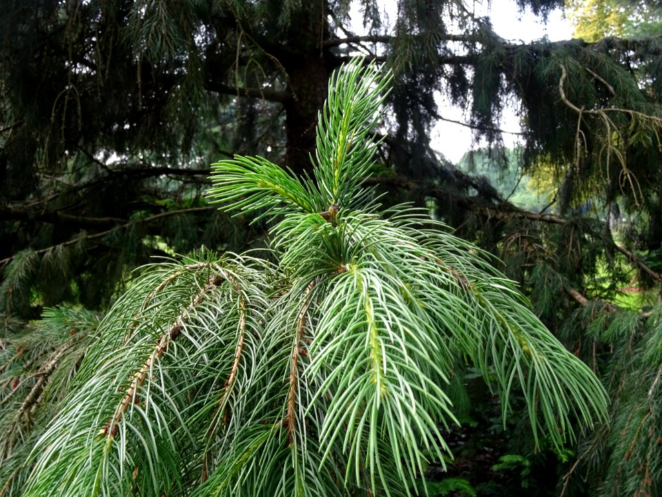 Rameaux de l'Epicéa pleureur de l'Himalaya, Picea smithian… 