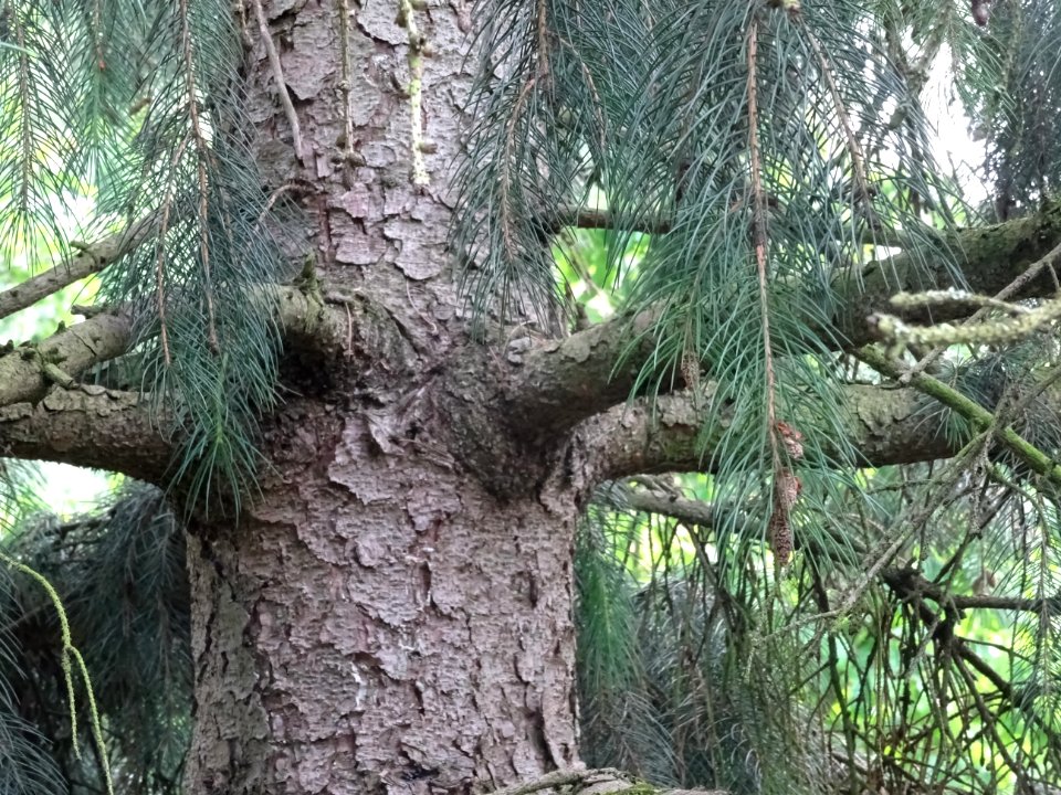 Ecorce de l'Epicéa pleureur de l'Himalaya, Picea smithiana… 