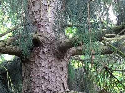 Ecorce de l'Epicéa pleureur de l'Himalaya, Picea smithiana… 
