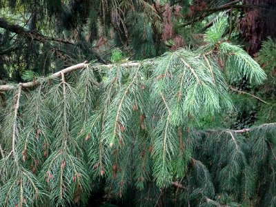 Rameaux de l'Epicéa pleureur de l'Himalaya, Picea smithian… 