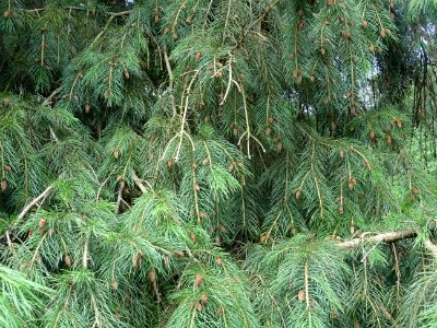 Epicéa pleureur de l'Himalaya, Picea smithiana, Pinacées 