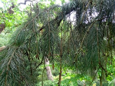 Rameaux de l'Epicéa pleureur de l'Himalaya, Picea smithian… 