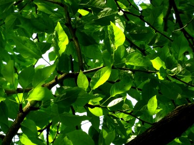 Feuilles de l' Oranger des Osages, Maclura pomifera, Morac… 