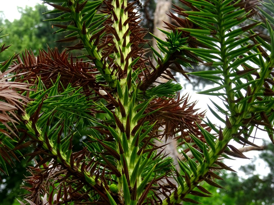 Jeunes branches de l'Araucaria élégant ou Sapin de Chine, … 