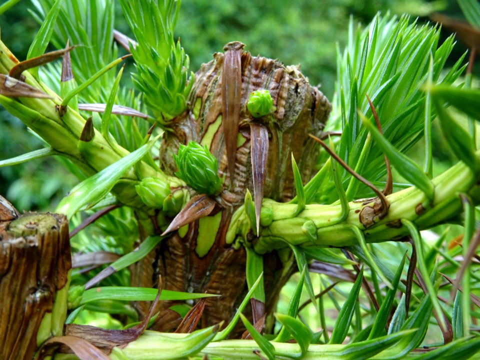 Jeunes branches de l'Araucaria élégant ou Sapin de Chine, … 