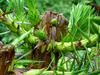 Jeunes branches de l'Araucaria élégant ou Sapin de Chine, … 