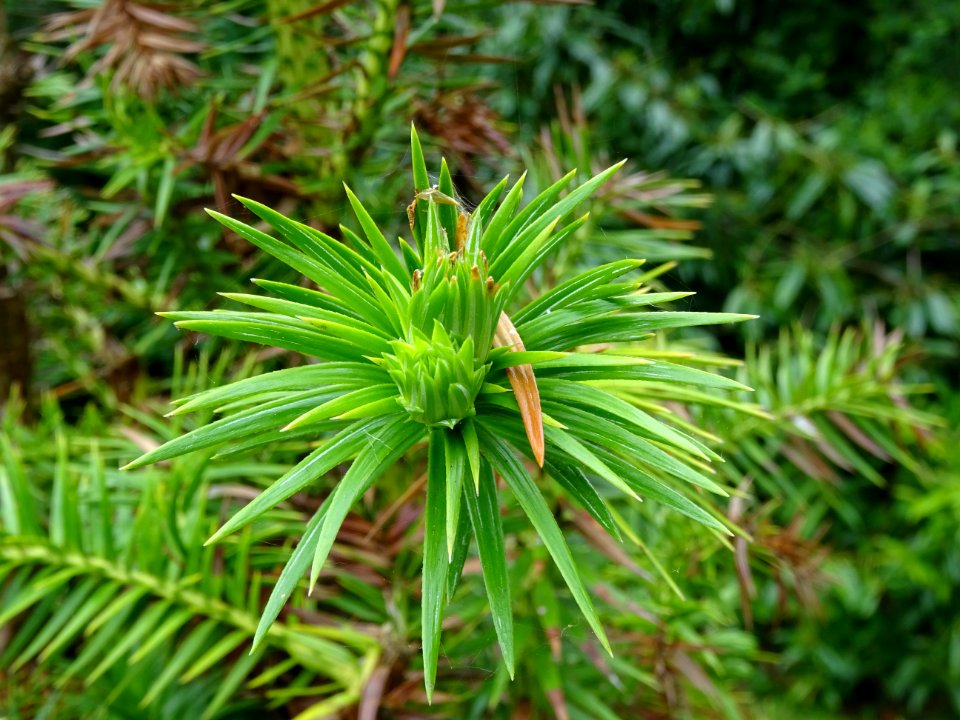 Jeunes branches de l'Araucaria élégant ou Sapin de Chine, … 