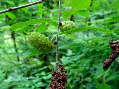 Fruits immatures vert pâle et fruit sec pendant du Charme-… 