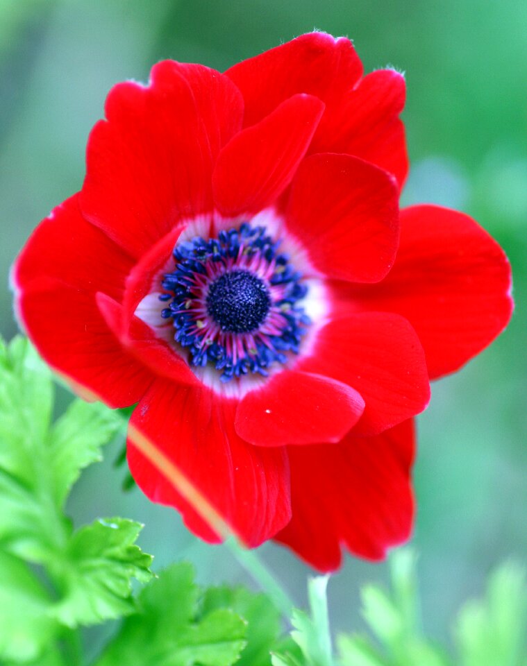 Garden petals pistil