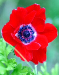 Garden petals pistil