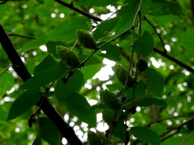 Fruits immatures vert pâle et châtons pendants du Charme-h… 