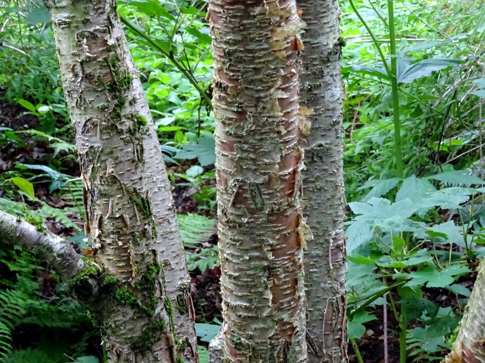 Troncs du Charme-houblon, Ostrya carpinifolia, Betulacées 