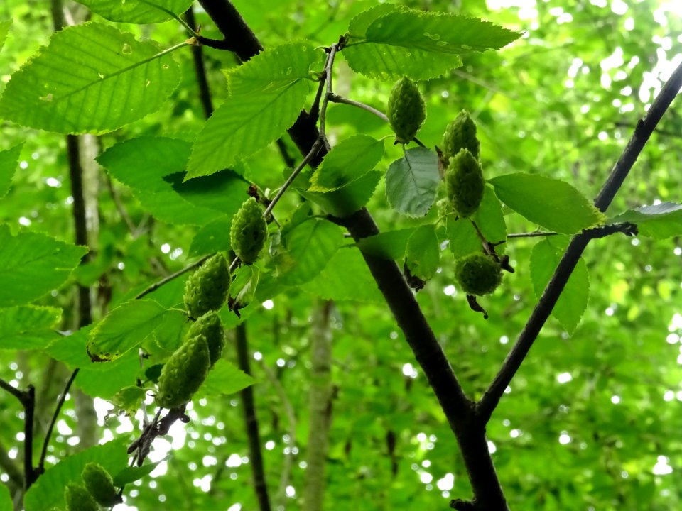 Fruits immatures vert pâle du Charme-houblon, Ostrya carpi… 