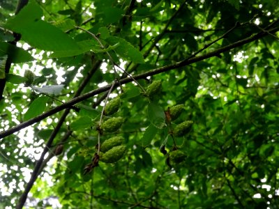 Fruits immatures vert pâle et châtons pendants du Charme-h… photo