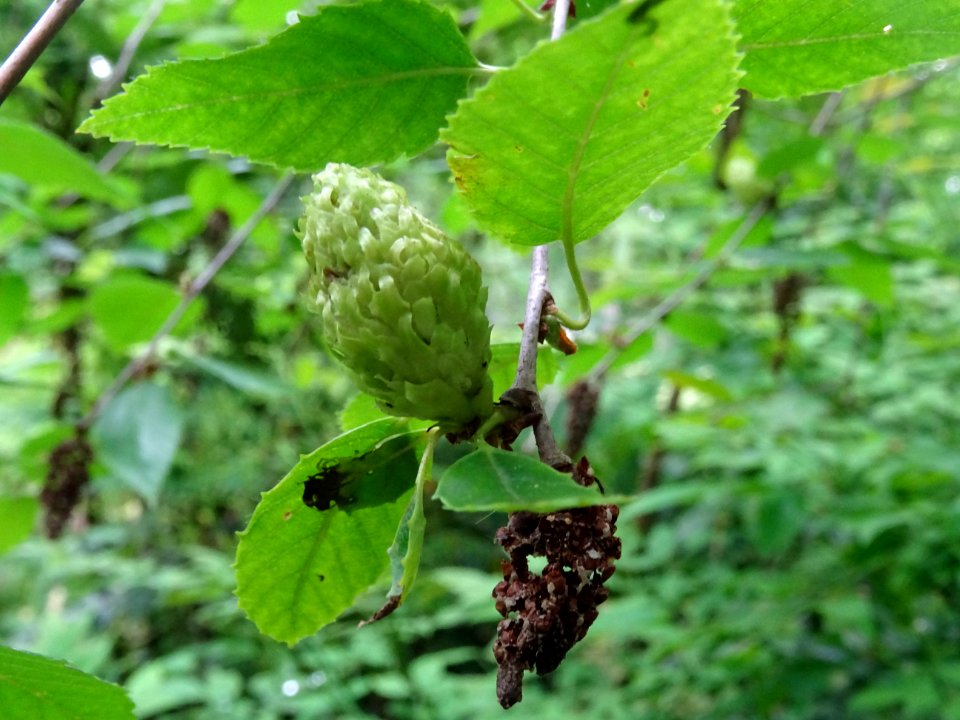 Fruit immature vert pâle et fruit sec pendant du Charme-ho… 