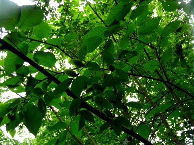 Fruits immatures vert pâle et châtons pendants du Charme-h… 