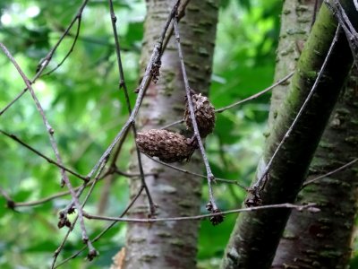 Fruits secs du Charme-houblon, Ostrya carpinifolia, Betula… 