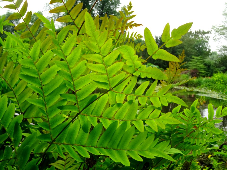 Frondes vertes de l'Osmonde royale, Osmunda regalis, Osmun… 