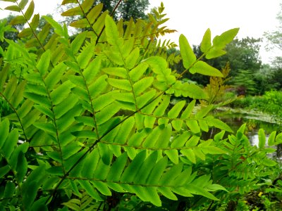Frondes vertes de l'Osmonde royale, Osmunda regalis, Osmun… 