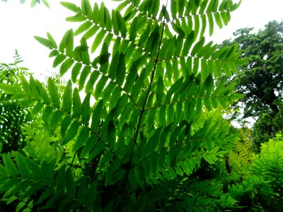 Frondes vertes de l'Osmonde royale, Osmunda regalis, Osmun… 