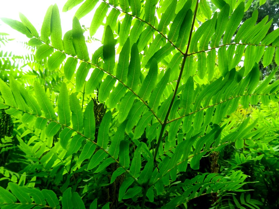 Frondes vertes de l'Osmonde royale, Osmunda regalis, Osmun… 