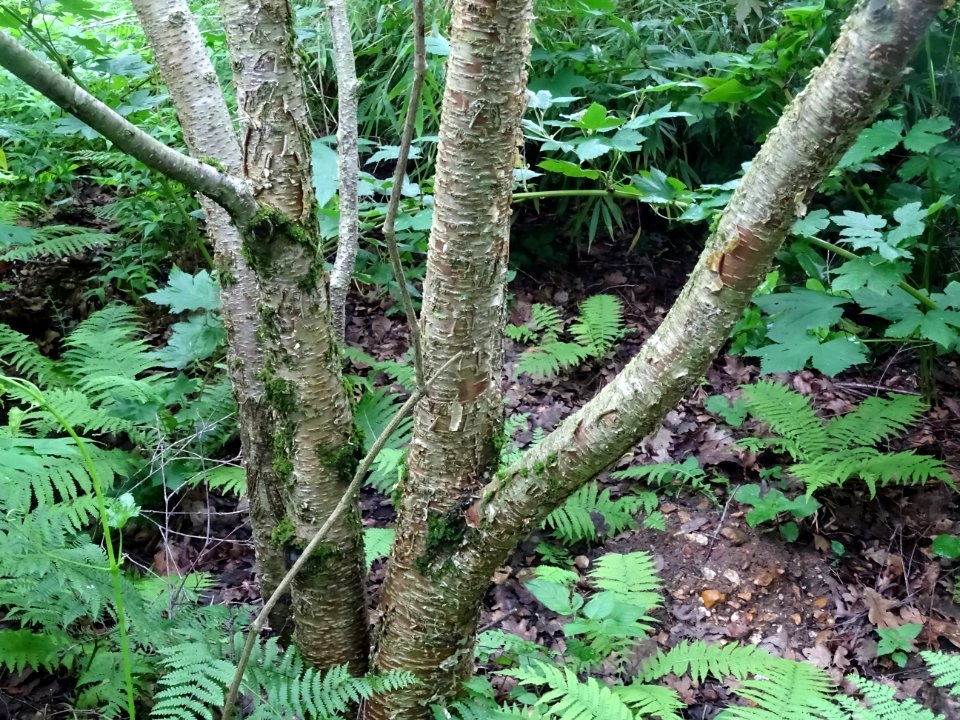 Troncs du Charme-houblon, Ostrya carpinifolia, Betulacées 