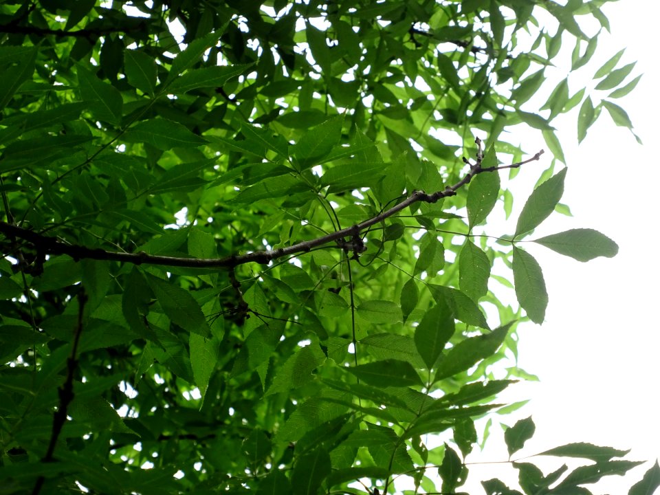 DSC08755 
