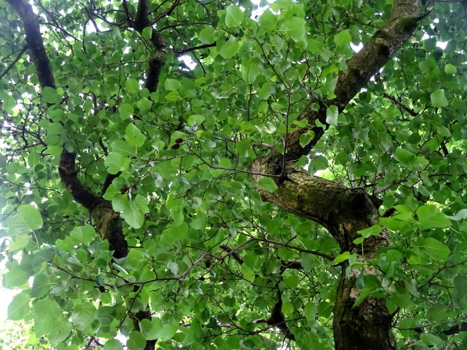 Feuilles et fruits de l'Aulne de Corse ou Aulne à feuilles… 
