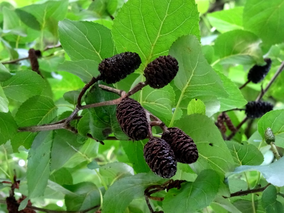 Fruits de l'Aulne de Corse ou Aulne à feuilles en coeur, A… 