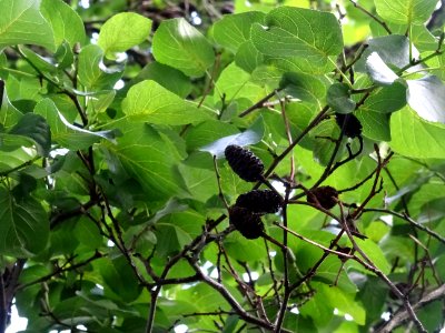 Feuilles et fruits de l'Aulne de Corse ou Aulne à feuilles… 